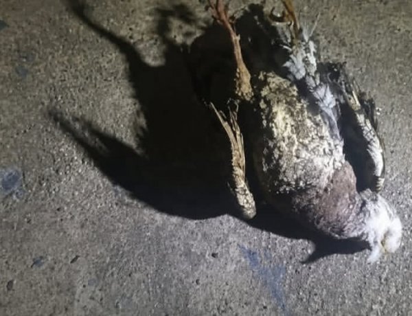 Acidente com ave rompe cabo elétrico e causa apagão em bairros de Itaúna